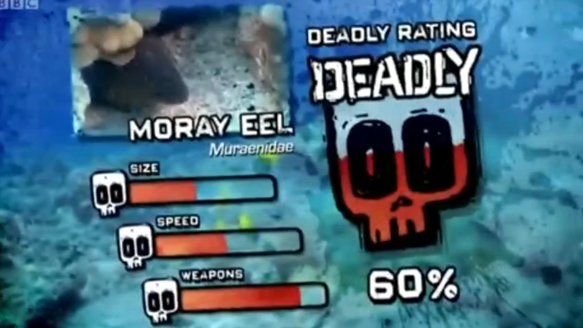 Moray Eel Deadly 60 Wiki Fandom
