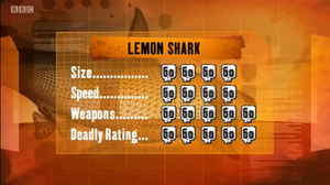 S1 DR lemon shark