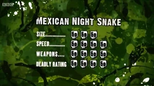 Mexican night snake | Deadly 60 Wiki | Fandom