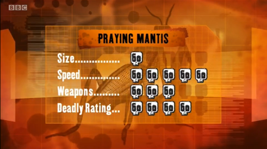 Praying mantis | Deadly 60 Wiki | Fandom