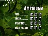 Amphiuma