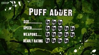 S3 DR puff adder