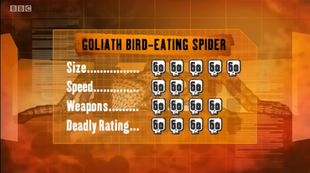 S1 DR bird spider