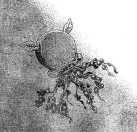 Nameless Worm