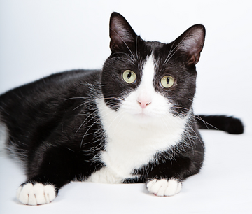 Meowingtons mouse cheap