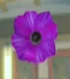 DOAXBVPurpleAnemone