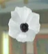 DOAXBVWhiteAnemone