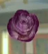 DOAXBVPurpleRose