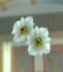 DOAXBVUnknownWhiteFlowers