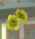DOAXBVUnknownYellowFlowers