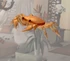 Crab