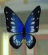 DOAXBVButterflyHairClip(Blue)