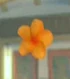 DOAXBVOrangePlumeria