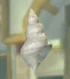 DOAXBVWhiteConch