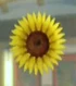 DOAXBVSunflowerHairClip