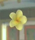 DOAXBVYellowPlumeria