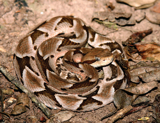 Monsignifer Lancehead Viper