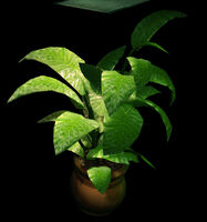 Dead rising Large Potted Plant 88