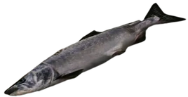 Dead rising King Salmon