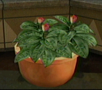 Dead rising plant small