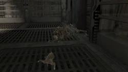 Стая личинок