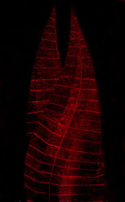 Red Marker Dead Space Wiki Fandom Red Marker Dead Space Wiki Fandom