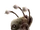 Thumblg.png
