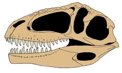 Giganotosaurus skull