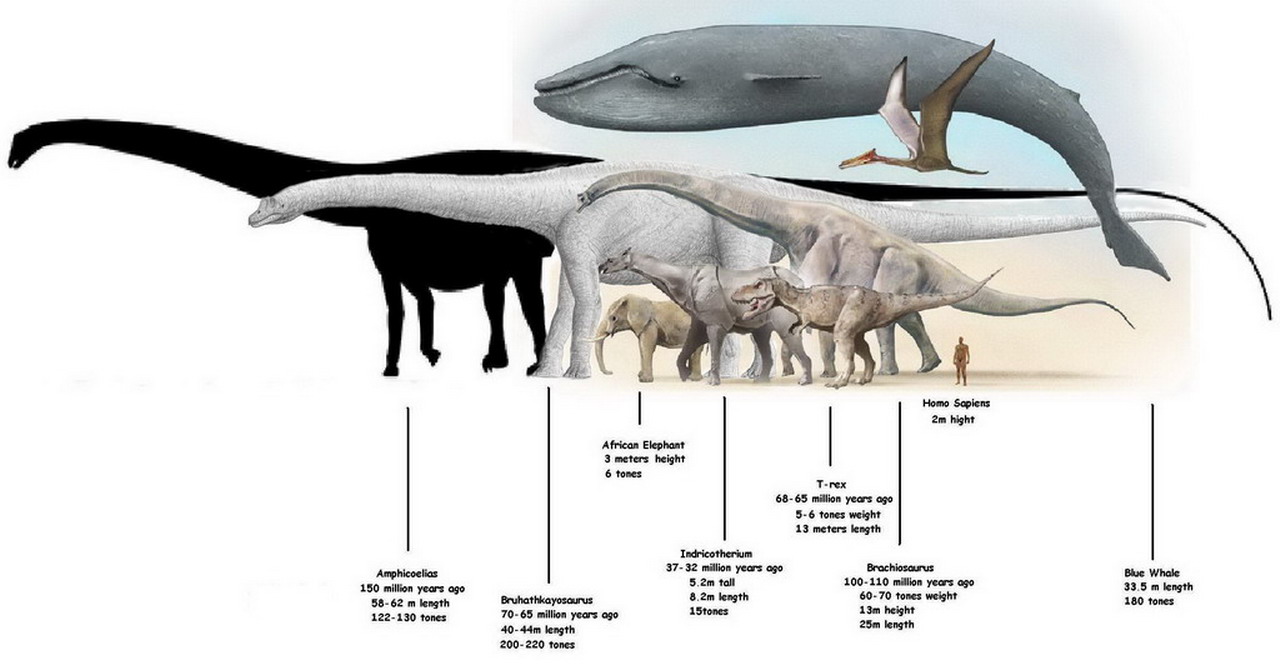 amphicoelias fragillimus vs argentinosaurus