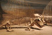 Dimetrodon pair