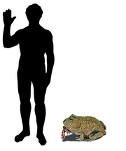 Beelzebufo size