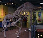 Suchomimus skeleton