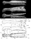 Spinosaurus skull-Dal Sasso 05 paper