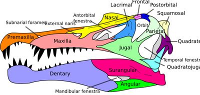 630px-Spinosaurus skull en svg