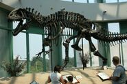 Acrocanthosaurus skeleton (1)