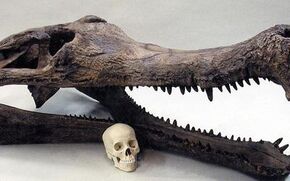 Sarcosuchus skull