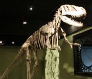 Sinraptor.jpg
