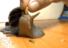 1482334838592.gif