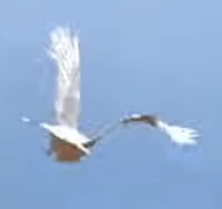 Archimedes.png (36 KB) Archimedes