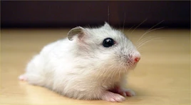 1024px-Pearl Winter White Russian Dwarf Hamster - Front