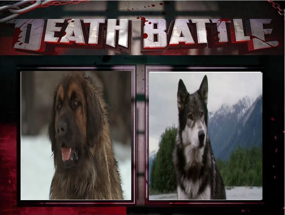 Buck Vs White Fang Death Battle Fanon Wiki Fandom