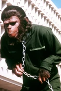 Caesar enslaved
