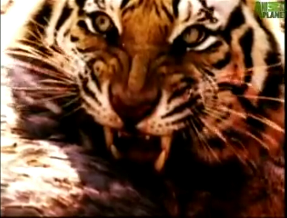 Tiger (Animal Face-off) | Death Battle Fanon Wiki | Fandom