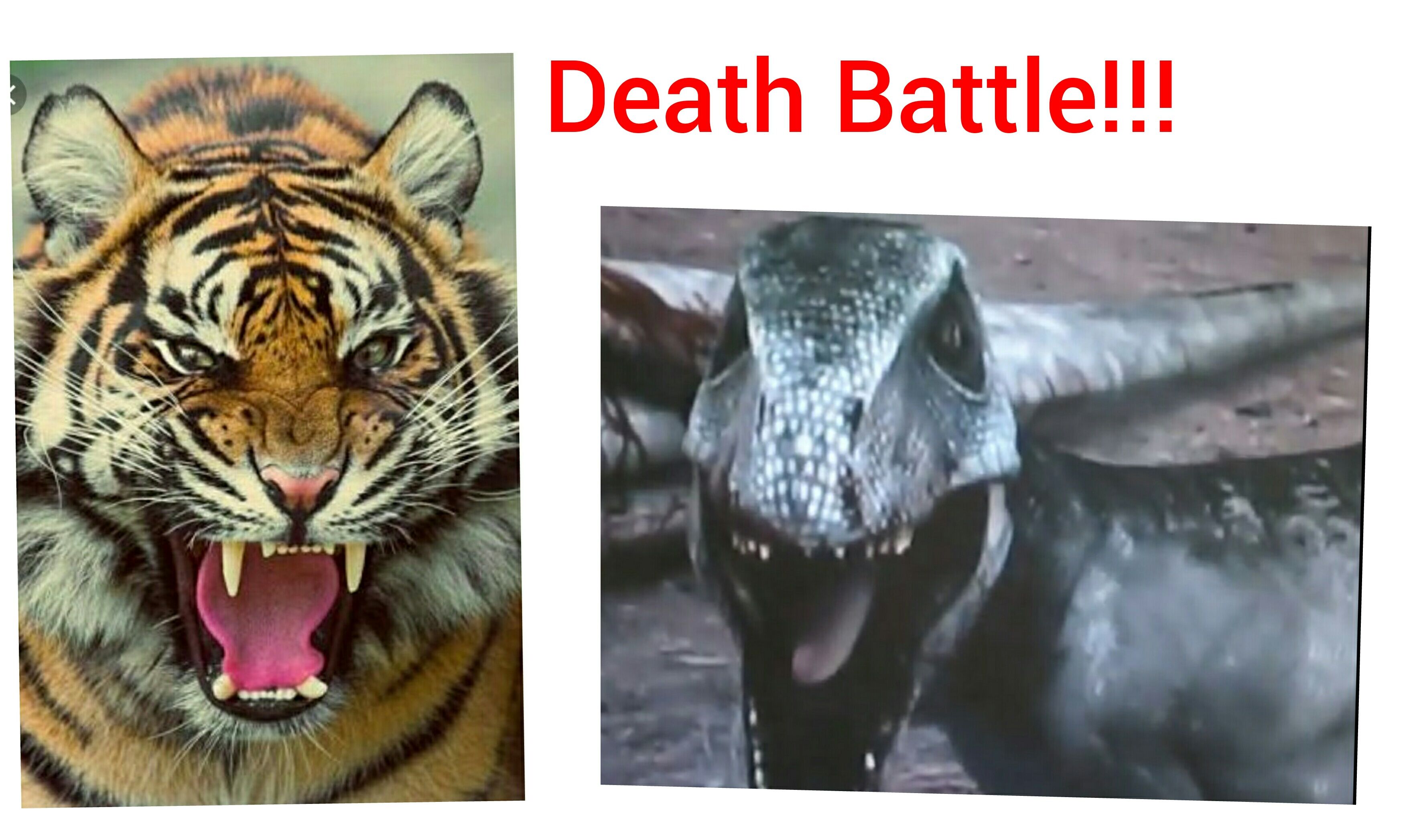 Tiger (Animal Face-off) vs Deinonychus (Jurassic Fight Club) | Death Battle Fanon Wiki | Fandom Tiger (Animal Face-off) vs Deinonychus (Jurassic Fight Club) | Death Battle Fanon Wiki | Fandom