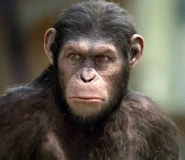 8-year old Caesar in Rise