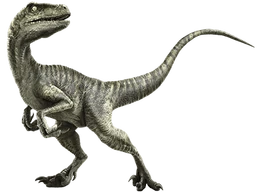 Velociraptor-info-graphic