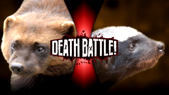 Wolverine vs. Honey Badger