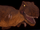CRT-Rex