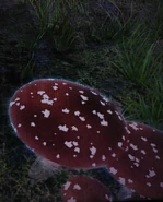 Mushroom 2.jpg (818 KB) Small thumbs up emojis on a mushroom