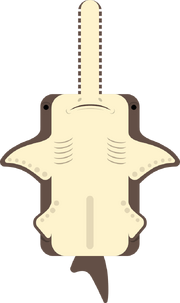 Queensland Sawfish